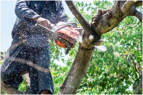 tree services Hebbronville